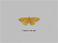 藏品(尺蛾293.1)的圖片